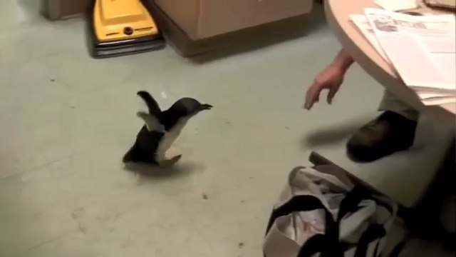 Ce jeune manchot adore les gratouilles !