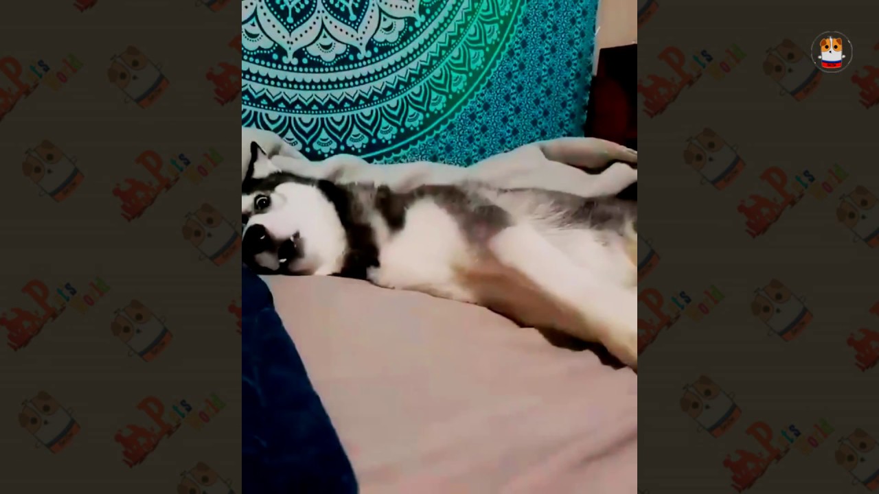 Funny Husky Compilations 2018 – 2