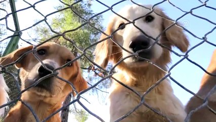 Hayvan hakları için 'kimlik' çağrısı - GAZİANTEP