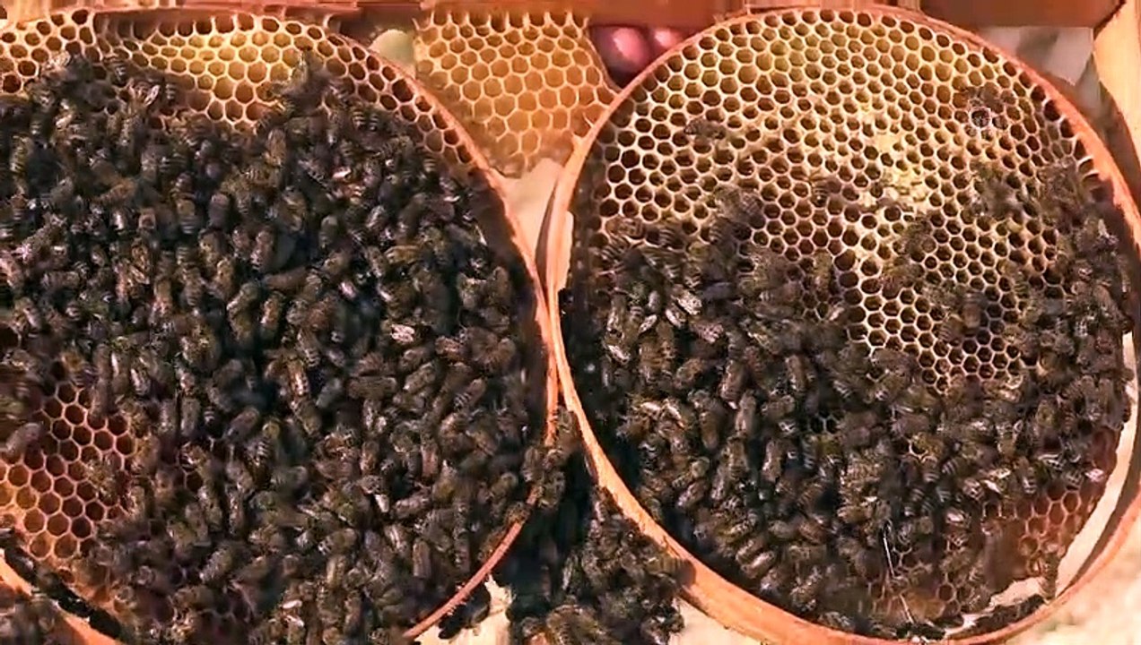 Tescilli Pervari balı üreticisinin yüzünü güldürecek - SİİRT