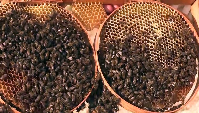 Tescilli Pervari balı üreticisinin yüzünü güldürecek - SİİRT