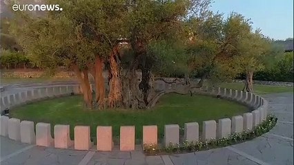 شاهد: ما قصة شجرة زيتون يفوق عمرها عمر المسيح؟