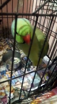 Parrot eating Food is tasty