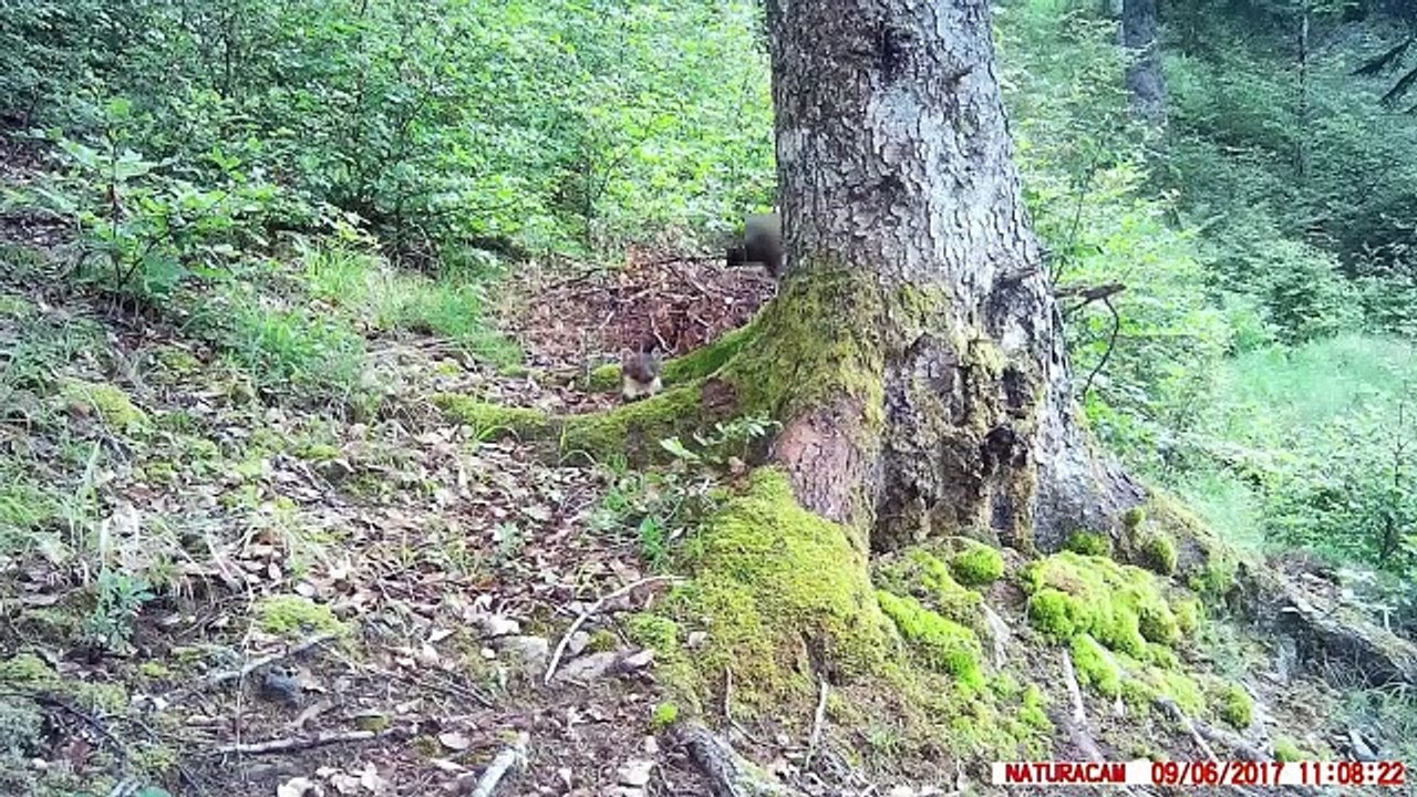 Et si les animaux pouvaient nous parler ?