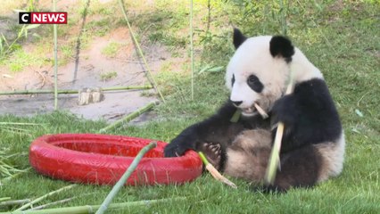 Les 2 ans du panda du Zoo de Beauval
