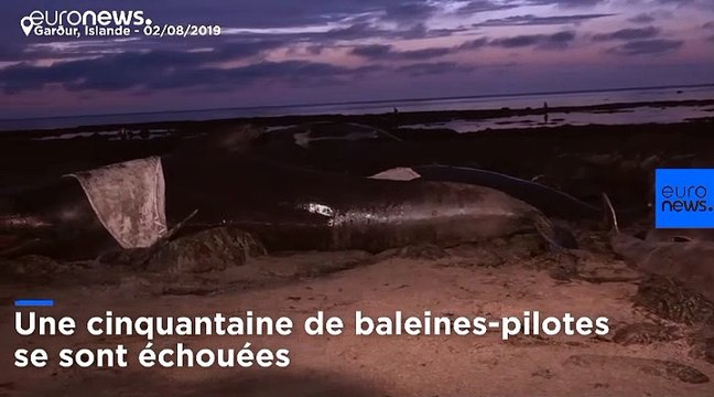 Islande : échouage à répétition de baleines-pilotes