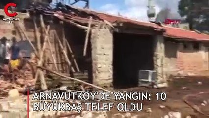 Arnavutköy'de yangın:10 büyükbaş telef oldu