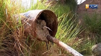 بسكرة/ الجفاف يقضي على المئات من أشجار النخيل