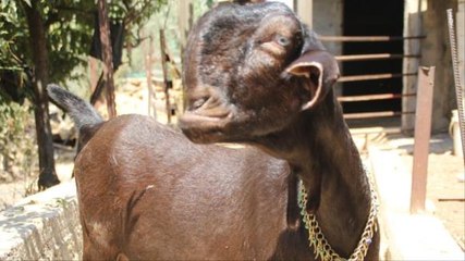 بيع ذكر ماعز بسعر 50 ألف دولار والسر