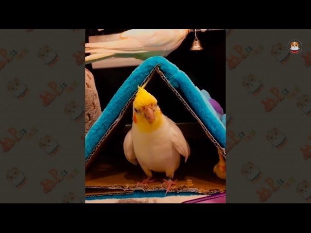 Funny Birds Video 2018 – 1