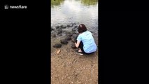 Elderly Singaporean woman calls over wild terrapins to give them back scrubs