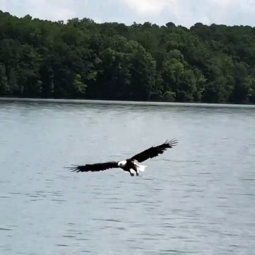 Bald Eagle snatches fish
