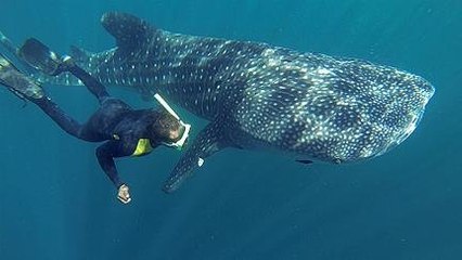 Hiu Paus, Magnet Pariwisata NTB