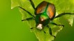 ¿Cómo afecta el cambio climático a los insectos?