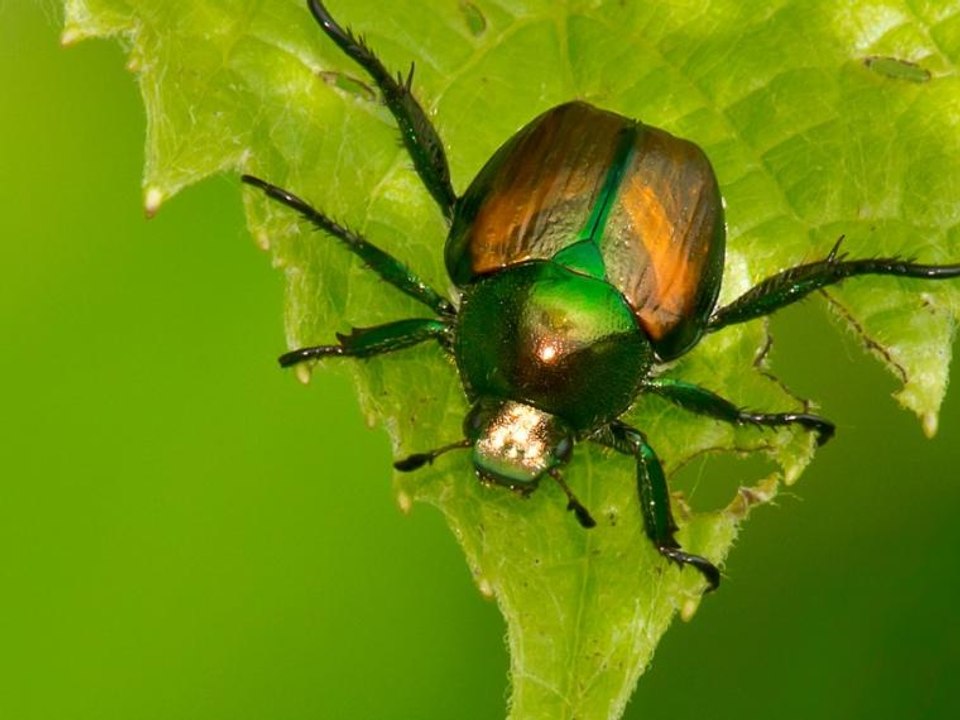 ¿Cómo afecta el cambio climático a los insectos?