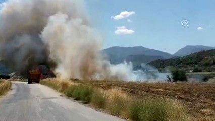 Manisa'da yaklaşık 300 zeytin ağacı yandı