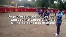 Un professeur démontre qu’un taureau n’attaquera jamais s’il ne se sent pas menacé !