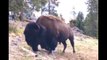 9-year-old Girl attacks by Bison - Tossed violently in the air at Yellowstone National Park