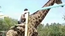 Ivre, un homme monte sur le dos d’une girafe dans un zoo et scandalise la toile