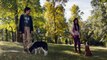 Mes autres vies de chien Bande-annonce VF (Comédie 2019) Dennis Quaid, Kathryn Prescott