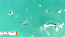 Rare Footage Captures Leopard Seals Working As Team To Hunt Penguin Colony