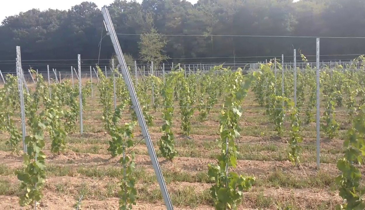 Un vignoble à Couthuin
