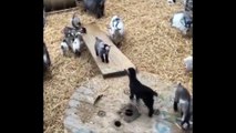 Cute and Happy Goats