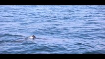 Robot cameras reveal secret lives of basking sharks in Hebrides