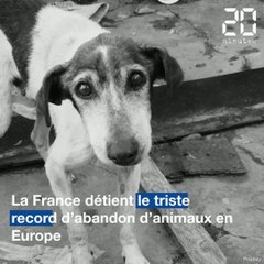 Abandon d'animaux: Une responsable de la SPA sonne l'alerte