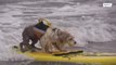 Surfs up Pooch! - World's best surfing dogs ride the waves in California