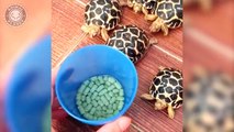 Baby Reptiles  Cute and Funny Reptile Videos Compilation (2018) Reptiles Video Recopilación
