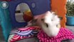 Guinea Pigs  Cute and Funny Guinea Pig Videos Compilation (2018) Cobayas Bebes Videos