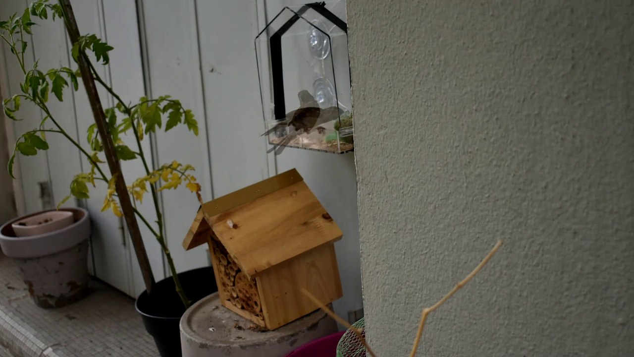 time-laps oiseaux