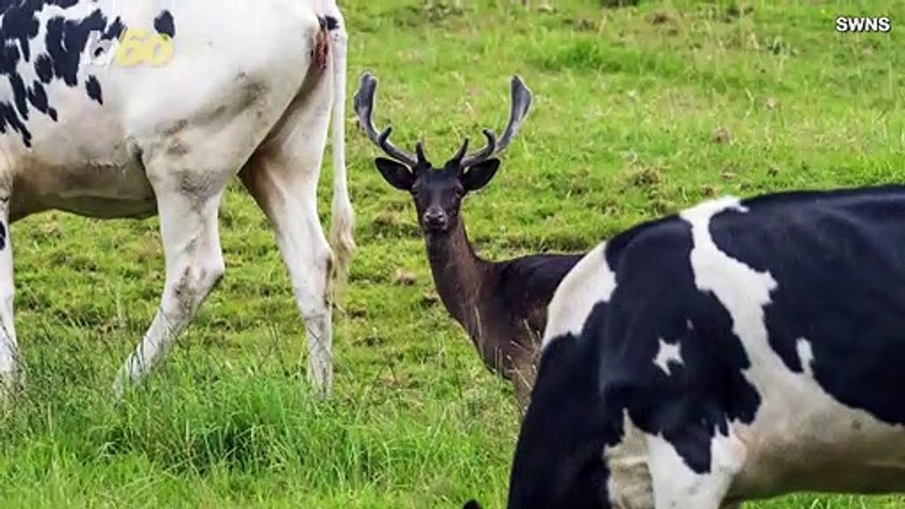 Deer Thinks He’s a Cow, Joins Grazing Herd in the English Countryside