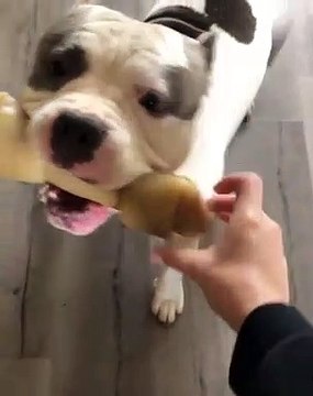 La joie de ce chien de son nouveau jouet est sérieusement contagieuse