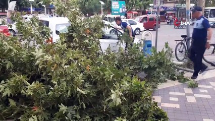 Şiddetli rüzgar ağaçları yıkıp geçti