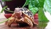 Baby Reptiles  Cute and Funny Reptile Videos Compilation (2018) Reptiles Video Recopilación