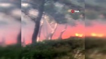 İzmir'in Konak ilçesinde orman yangını çıktı.
