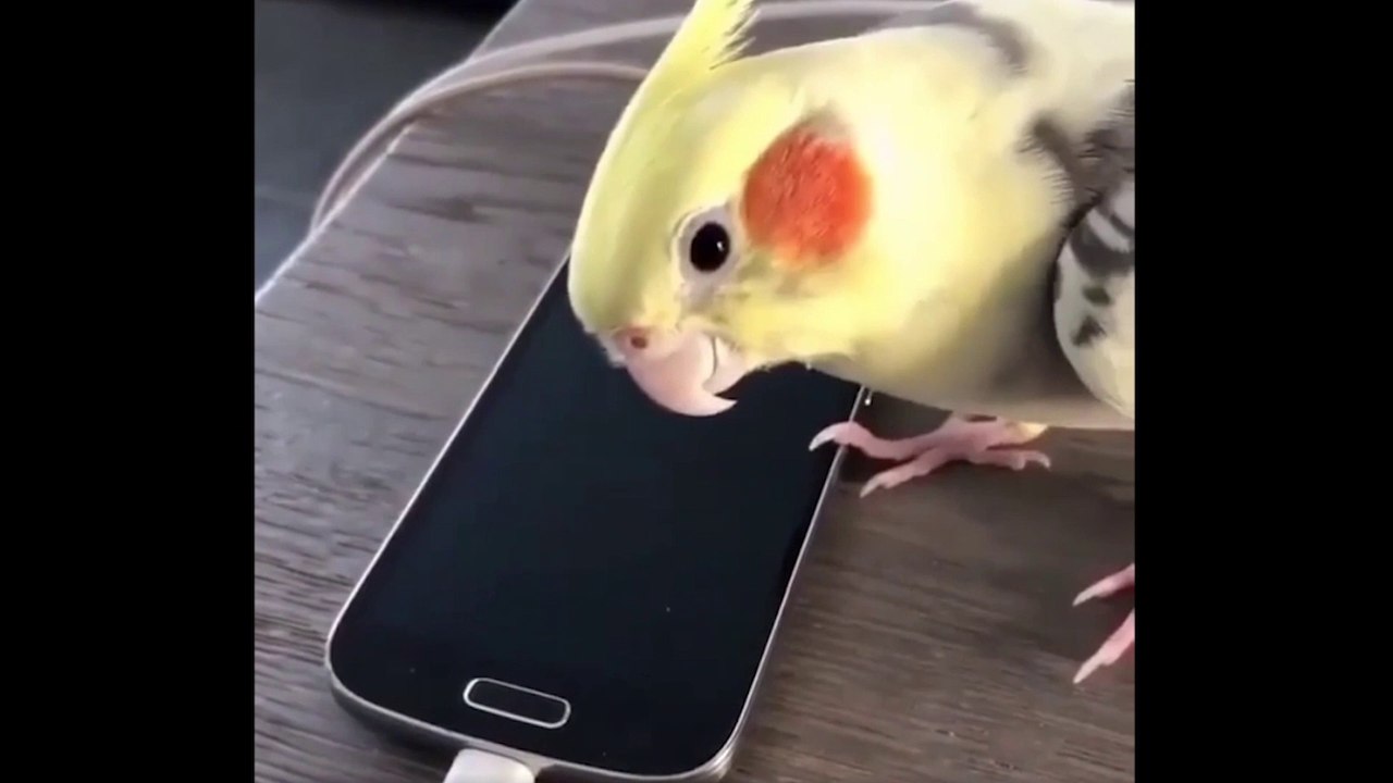 FUNNY PARROTS/