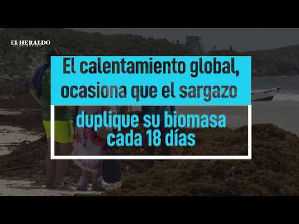Mil toneladas de sargazo han llegado a México; reportaje de El Heraldo TV