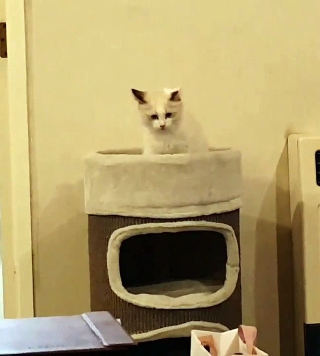 猫不控制跌倒