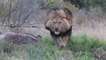 Un lion sauvage prend en chasse ce photographe Pakistanais... Terrifiant