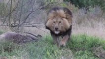 Un lion sauvage prend en chasse ce photographe Pakistanais... Terrifiant