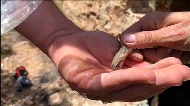 Il donne à boire à un serpent assoiffé... Adorable