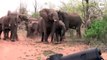 Des éléphants tentent d'intimider des touristes pendant un safari... Impressionnant