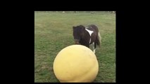 Un Cheval S'Amuse Avec Une Balle Comme Un Chien