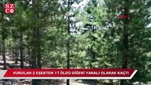 Tüfekle vurulan 2 eşekten 1'i öldü diğeri yaralı olarak kaçtı