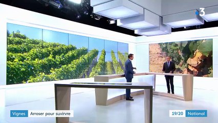 Vaucluse : des vignobles touchés durement par la sécheresse