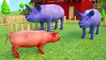 Wrong Mother Animals and Baby Pig for Children - Red Cat Animals Name And Sounds