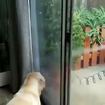 Quand un chiot veut sortir jouer dans le jardin à tout prix. Trop cute !